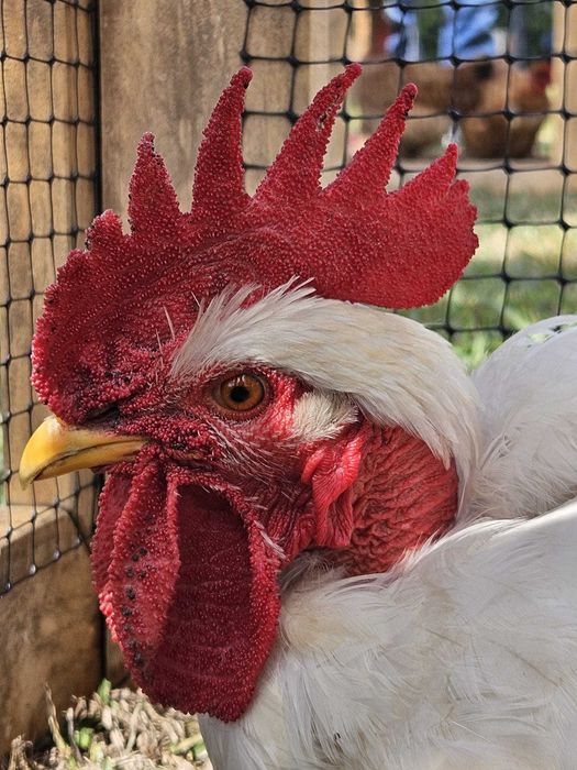 Ovos de Galinha Branca Portuguesa