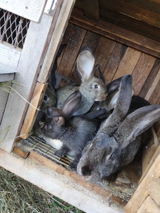 Кролі Фландер (Бельгійський Великан), Строкач племенні