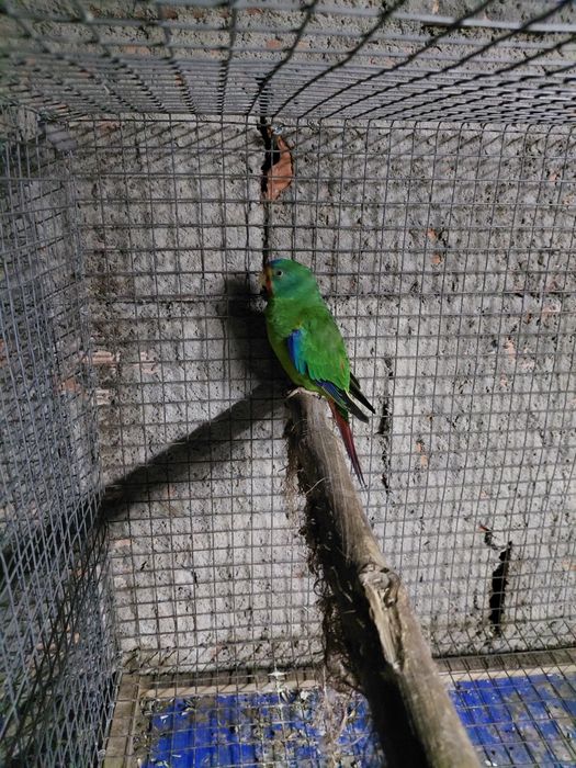 Periquito  swift