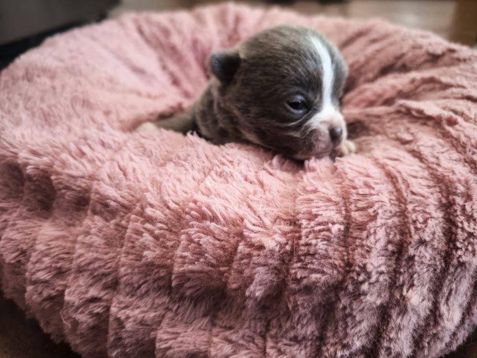 Machinho Chihuahua