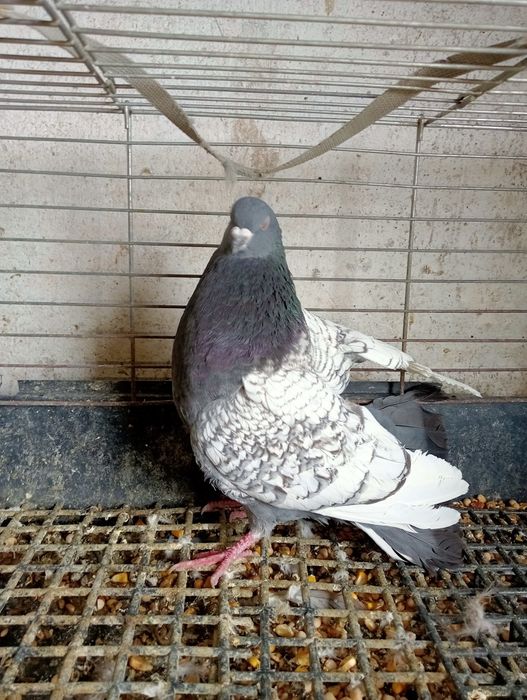 Gołąb Ryś Polski samiec