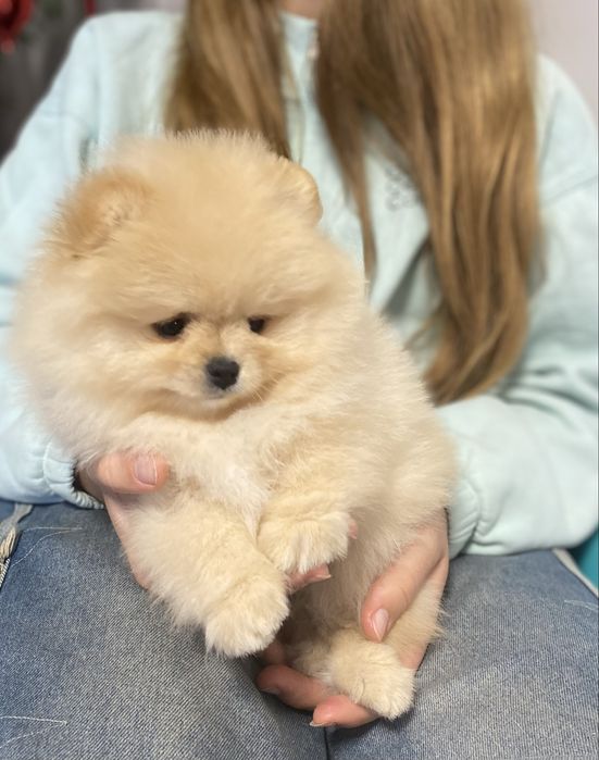 Pomeranian, male
