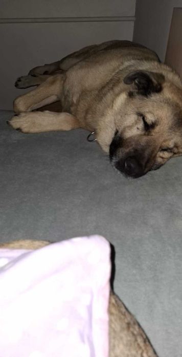 May , cudowny molos do adopcji