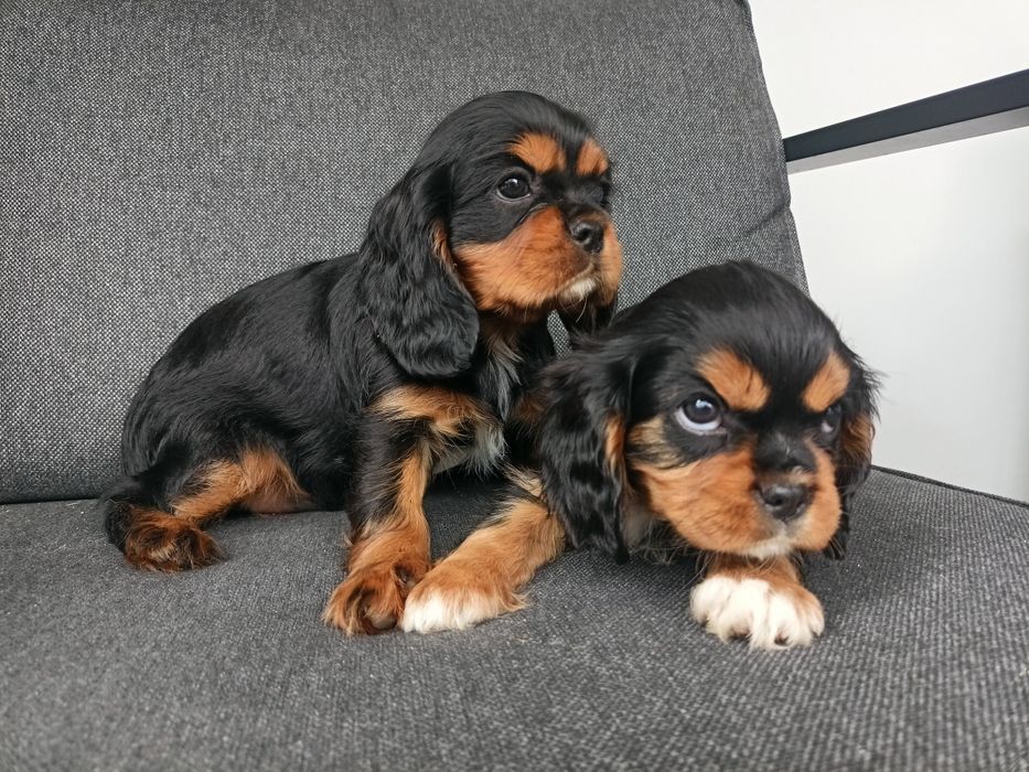 Cavalier King Charles Spaniel  - dziewczynki