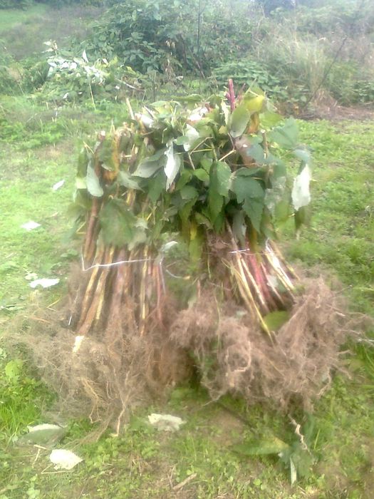 Sadzonki Maliny Jesiennej.