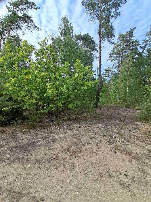 Sprzedam las samosiejka