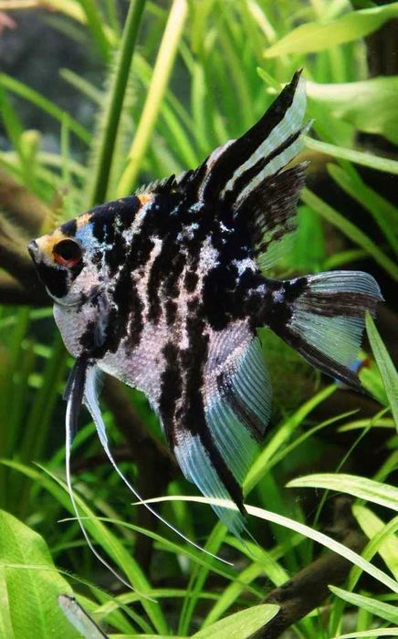 GB Skalar Marmurkowy - dowóz ryb!