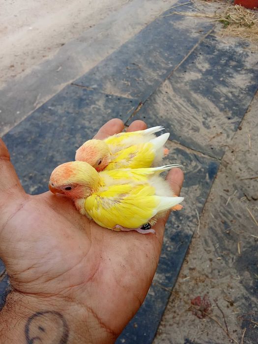 Roseicollis para criar a mão