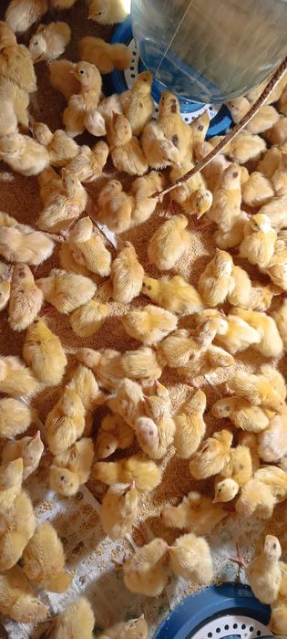 Перепілки добові