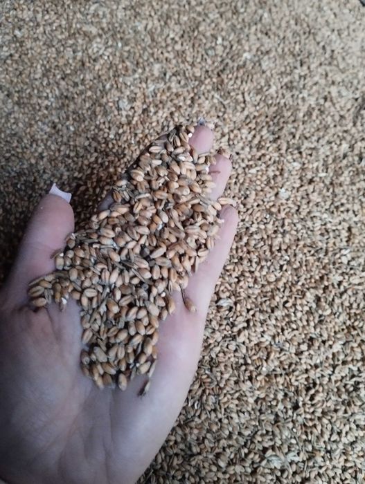 Sprzedam pszenicę ozimą