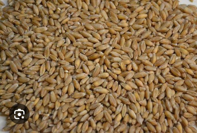 Sprzedam owies i pszenżyto