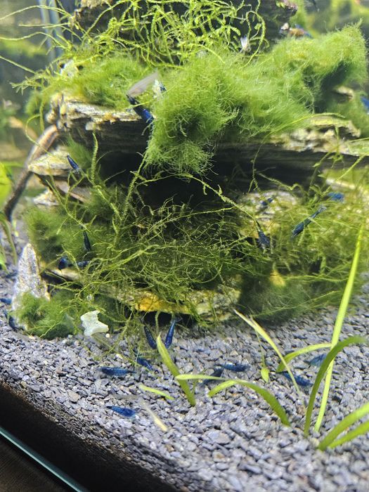 Krewetki blue velvet