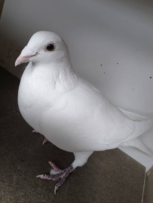 Sprzedam białe gołębie linia Marcel Wolters  80 sztuk  całą hodowle