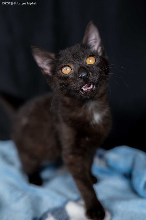 Mała, czarna kotka Pamela do adopcji (akceptuje psy!)