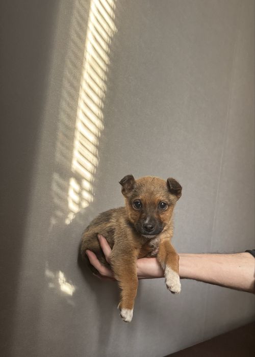 Отдам собачку в хорошие руки