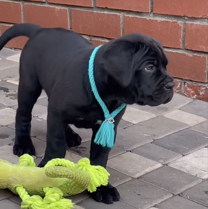 Чорного забарвлення Cane corso