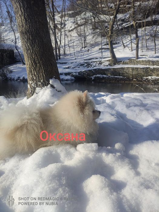 Шпіц померанський , в'язка...