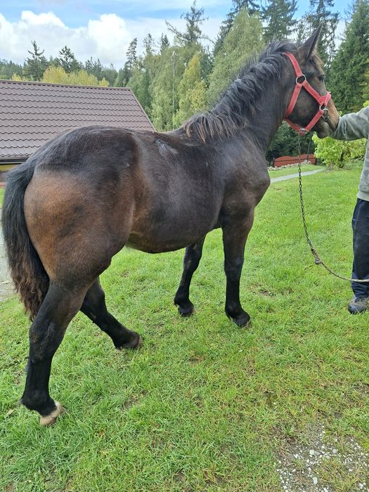 Sprzedam  zrebice zimnokrwistom