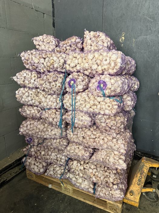 Продам часник Месідор (голандський сорт) не стрілкуючий