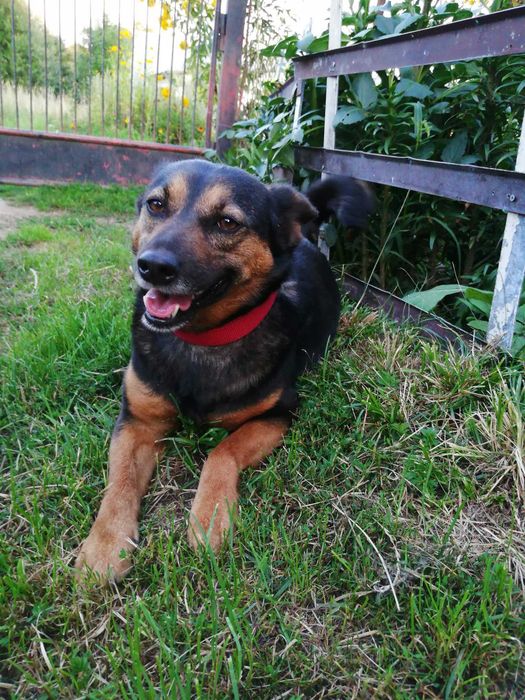 Sierotka z Radys ,7-letnia sunia Pestka szuka domu