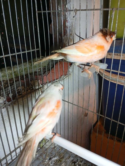 Vendo 11 casais de  canário