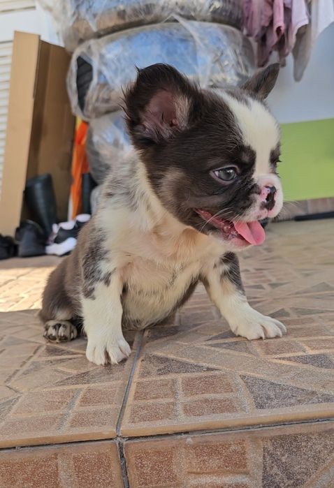 Bulldog Francês Fluffy Fêmea