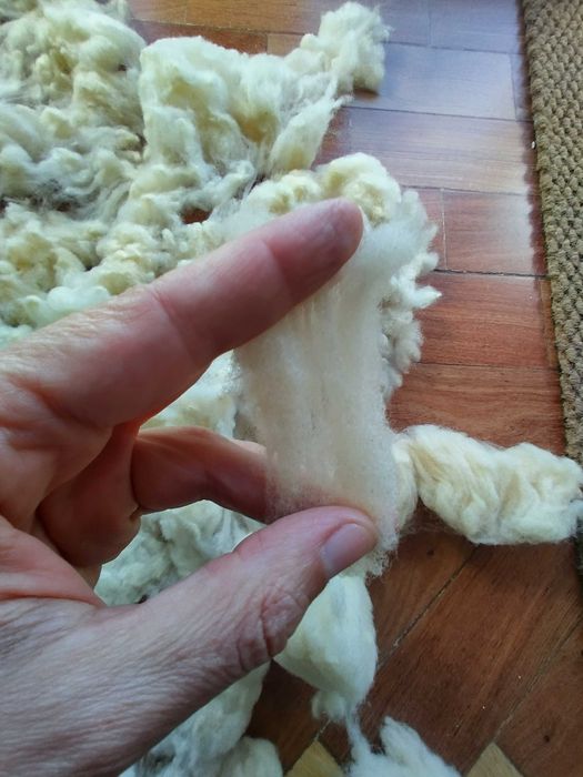 Velo de Ovelha em rama