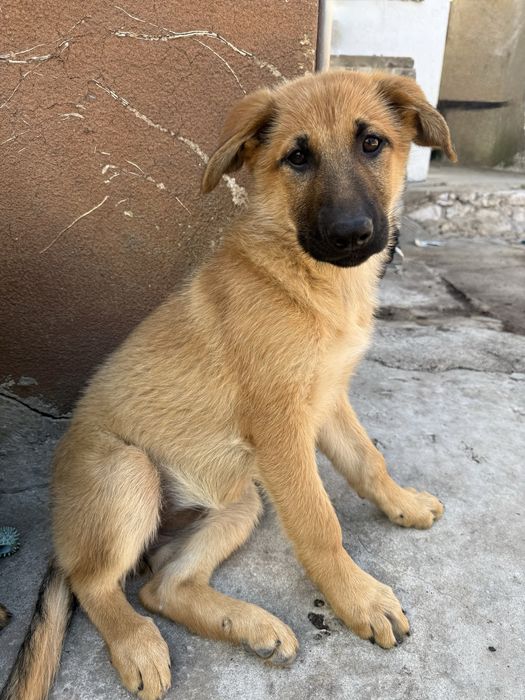 Cachorros Serra da Estrela × Pastor Alemão para adoção responsável