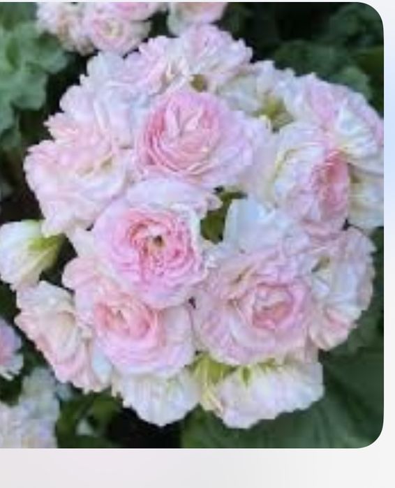 Кімнатна краса для душі