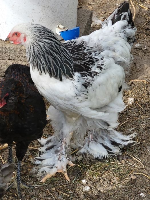 Pisklęta brahma olbrzymia gronostajowa.Araukana bezogoniasta. Jaja lęgowe.