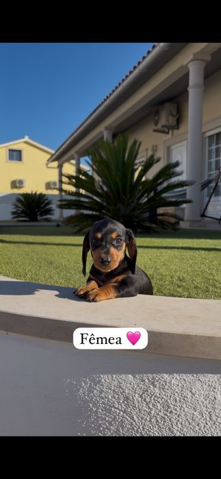 Teckel miniatura fêmea