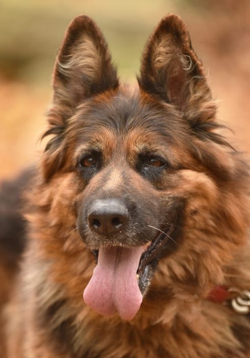 Duża suczka owczarek niemiecki do adopcji