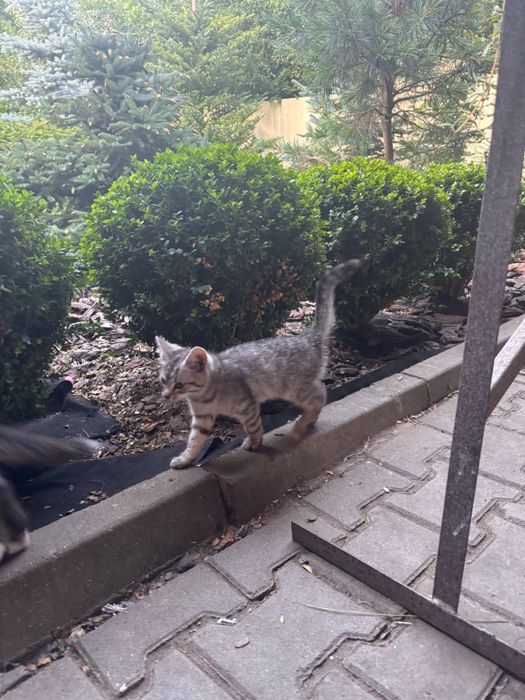 Віддам кошенят у добрі та відповідальні руки