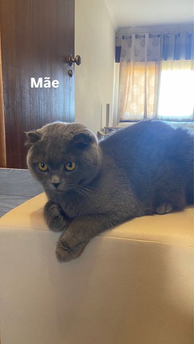 Gatinha Scottish Fold