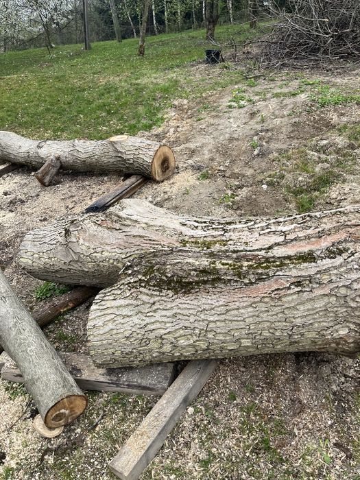 Drzewo orzecha wloskiego ścięte