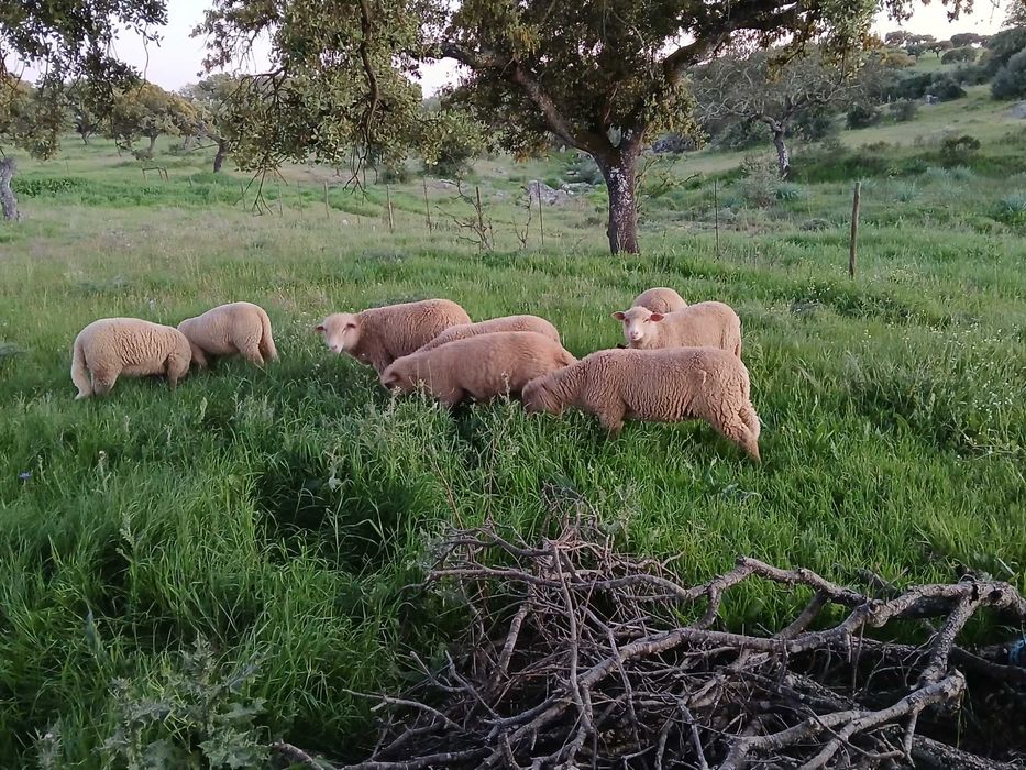 Vendo borregas crusadas merino