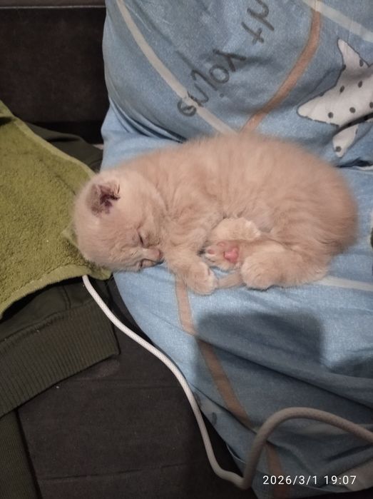 Продам кошечку вислоухою