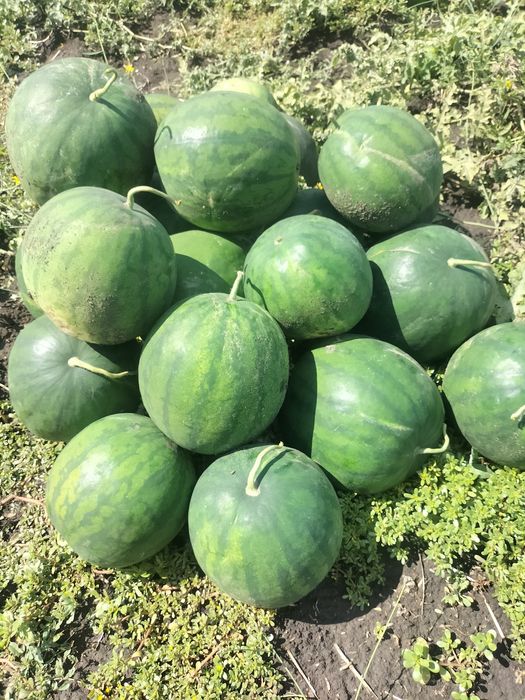 Арбуз семена не гибрид