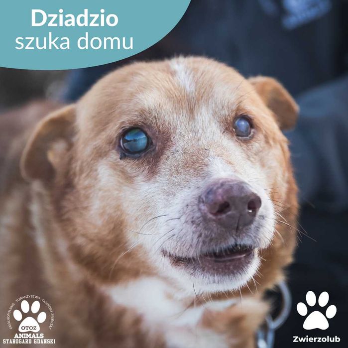 Dziadzio – starszy, uroczy towarzysz czeka na dom!