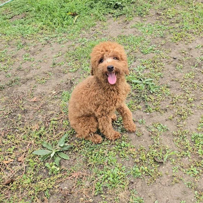 Вязка Мальчик той пуделя .