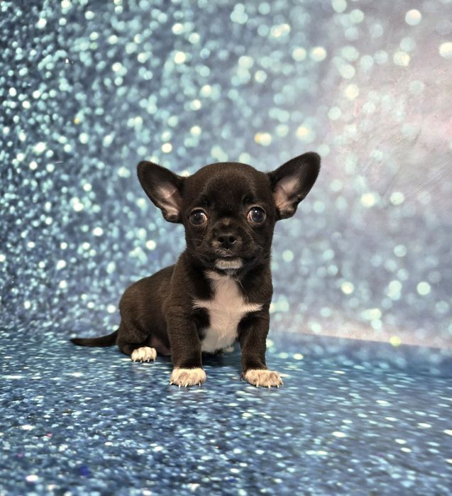 Маленький хлопчик чихуахуа