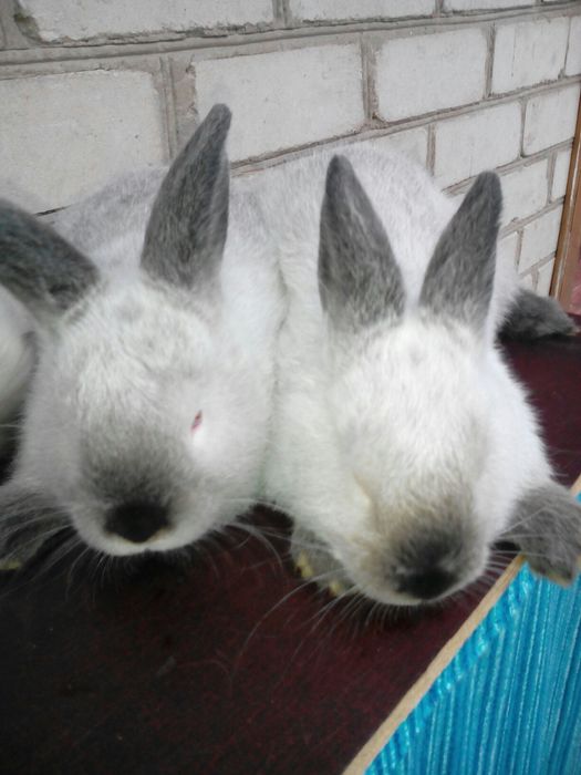 Каліфорнія кролики.