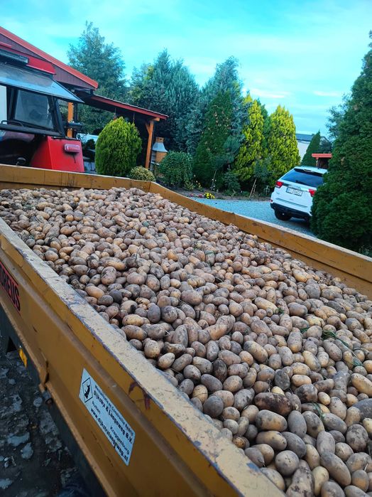 Ziemniaki jadalne bez nawozów