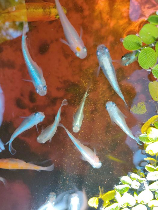 Medakas - Oryzias latipes