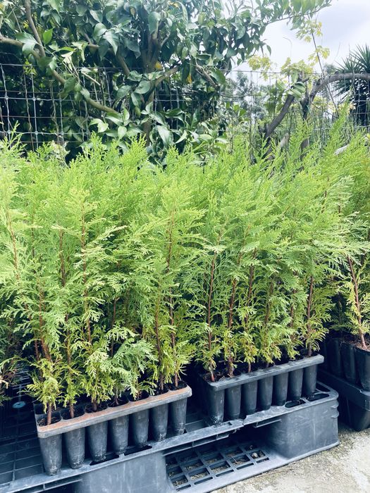 Cedros em cuvete 50cm