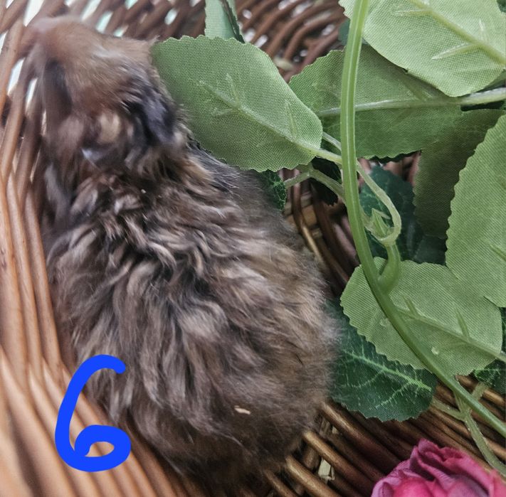 Chomiki syryjskie długowłose