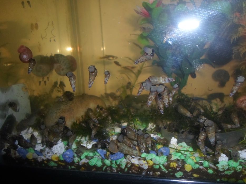 Brevemente 10 caracois melanoides tuberculatas