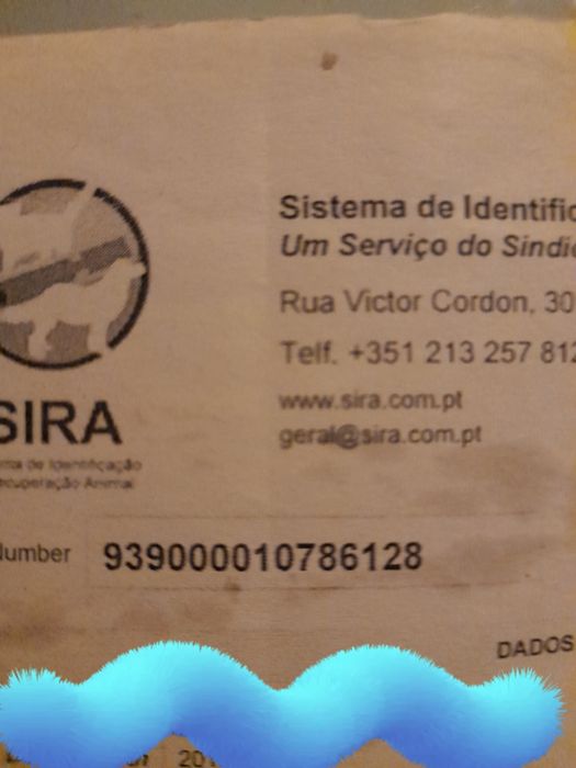 Spitz Lulu SUPERMINI machinho