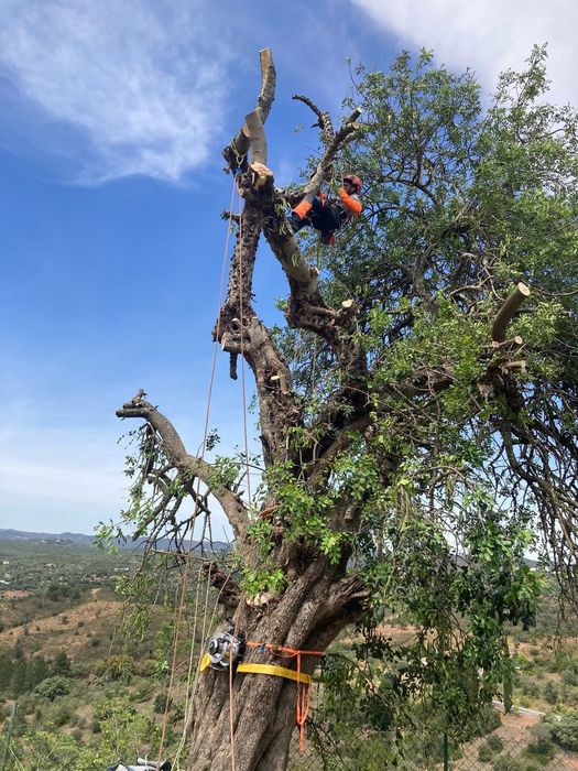 Limpeza de Terrenos e Arvores Manutenção de Jardins