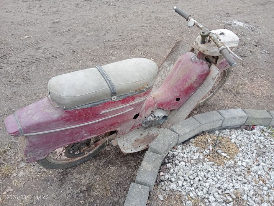 Jawka pancerka 50 kaczka